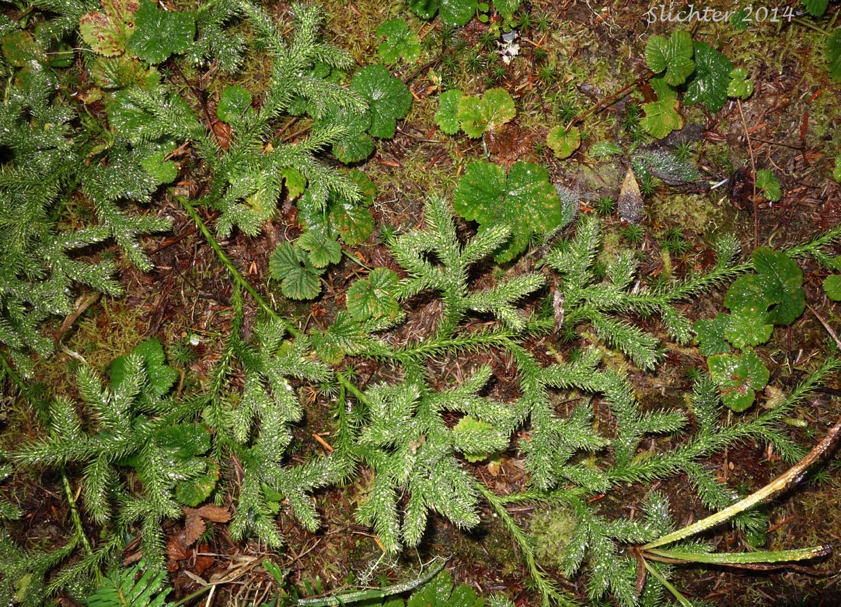 Common Clubmoss, Elk-moss, Ground Pine, Running Clubmoss, Running PineStag's Horn Moss: Lycopodium clavatum (Synonyms: Lycopodium clavatum var. clavatum, Lycopodium clavatum var. integerrimum, Lycopodium clavatum var. integrifolium, Lycopodium clavatum var. subremotum)