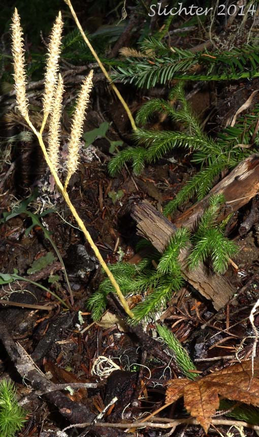 Common Clubmoss, Elk-moss, Ground Pine, Running Clubmoss, Running PineStag's Horn Moss: Lycopodium clavatum (Synonyms: Lycopodium clavatum var. clavatum, Lycopodium clavatum var. integerrimum, Lycopodium clavatum var. integrifolium, Lycopodium clavatum var. subremotum)