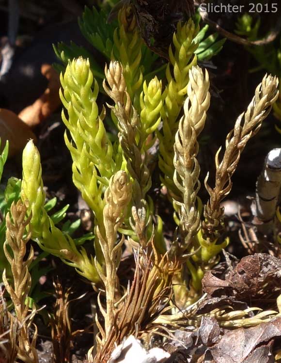 Alaska Clubmoss, Alaskan Clubmoss, Sitka Clubmoss: Diphasiastrum sitchense (Synonyms: Lycopodium sabinaefolium, Lycopodium sabinaefolium var. sitchense, Lycopodium sitchense)