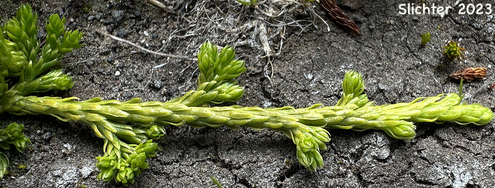 Alaska Clubmoss, Alaskan Clubmoss, Sitka Clubmoss: Diphasiastrum sitchense (Synonyms: Lycopodium sabinaefolium, Lycopodium sabinaefolium var. sitchense, Lycopodium sitchense)