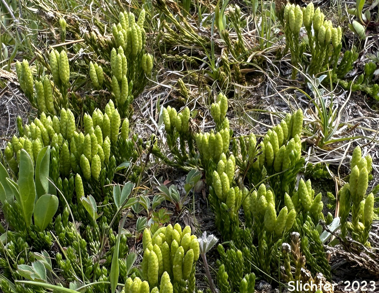 Alaska Clubmoss, Alaskan Clubmoss, Sitka Clubmoss: Diphasiastrum sitchense (Synonyms: Lycopodium sabinaefolium, Lycopodium sabinaefolium var. sitchense, Lycopodium sitchense)