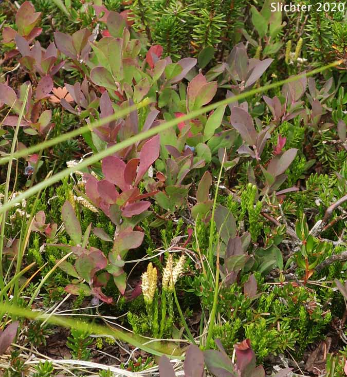Alaska Clubmoss, Alaskan Clubmoss, Sitka Clubmoss: Diphasiastrum sitchense (Synonyms: Lycopodium sabinaefolium, Lycopodium sabinaefolium var. sitchense, Lycopodium sitchense)