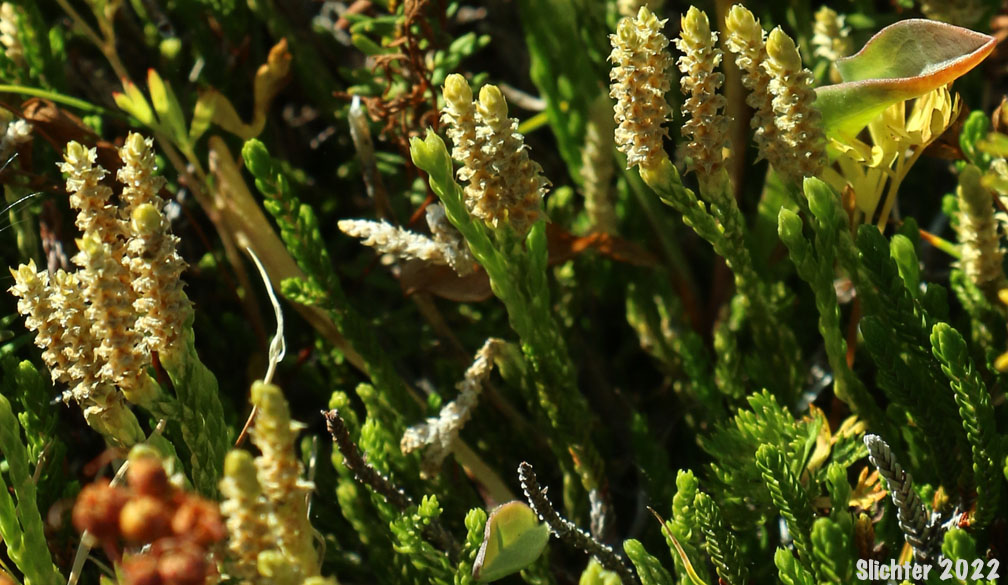 Alaska Clubmoss, Alaskan Clubmoss, Sitka Clubmoss: Diphasiastrum sitchense (Synonyms: Lycopodium sabinaefolium, Lycopodium sabinaefolium var. sitchense, Lycopodium sitchense)