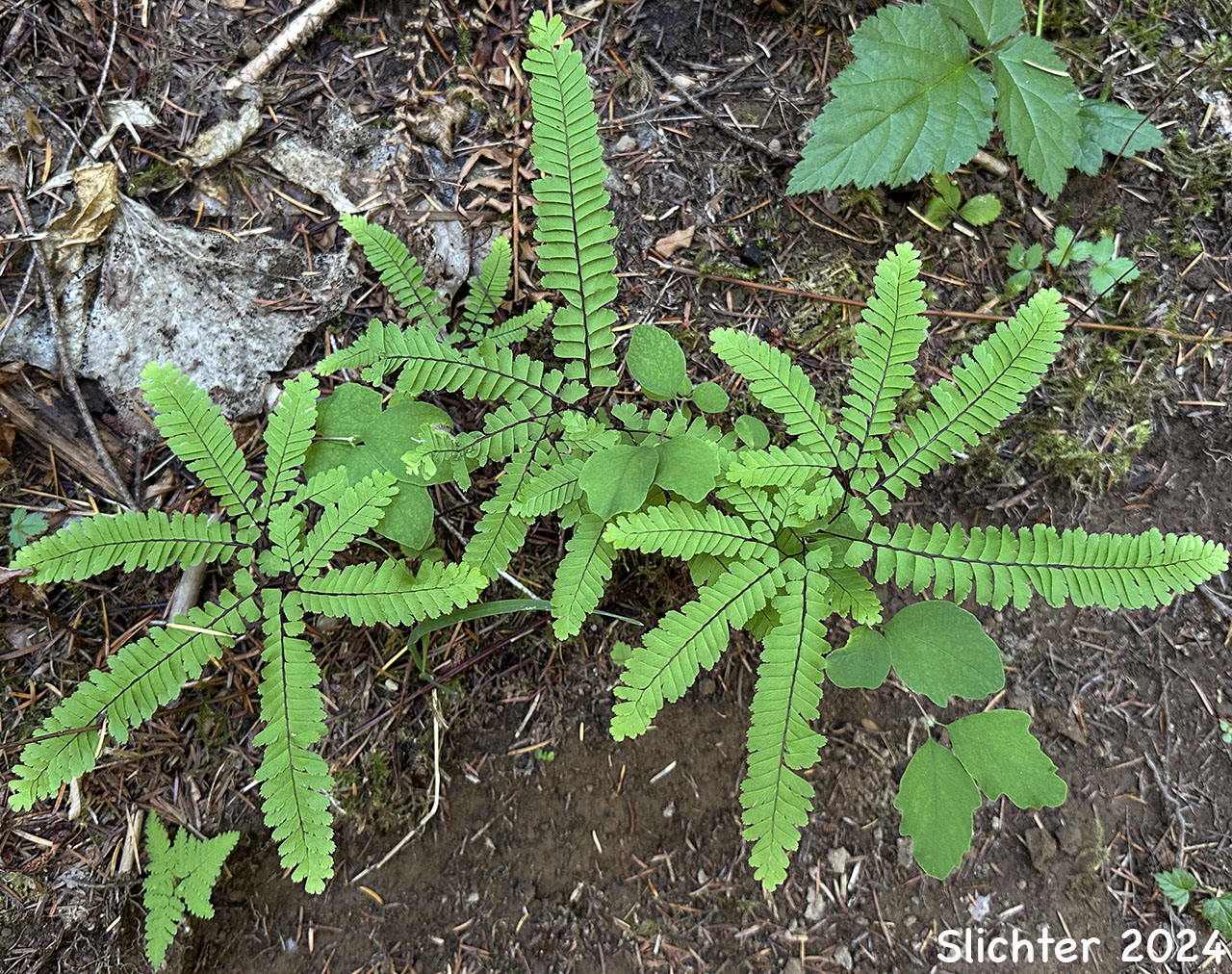 Aleutian Maidenhair Fern, Northern Maidenhair Fern, Western Maidenhair Fern: Adiantum aleuticum var. aleuticum (Synonyms: Adiantum pedatum, Adiantum pedatum var. aleuticum)