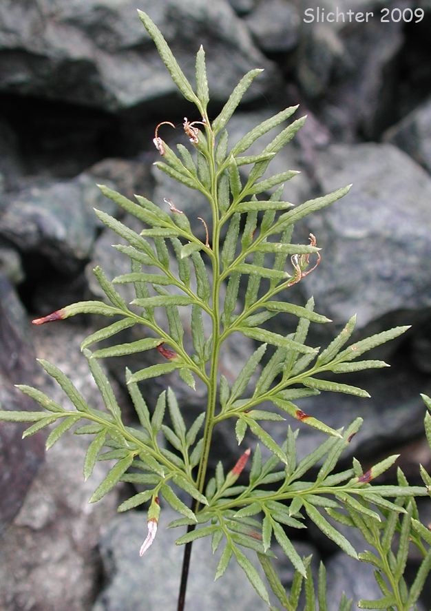 Podfern, Indian's Dream, Oregon Cliff Brake: Aspidotis densa (formerly Cryptogramma densa)