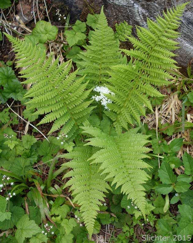 Common Ladyfern, Northwestern Ladyfern, Northwestern Lady Fern: Athyrium filix-femina var. cyclosorum (Synonym: Athryium filix-femina ssp. cyclosorum)