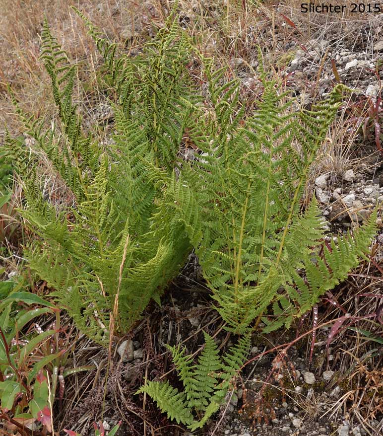 Common Ladyfern, Northwestern Ladyfern, Northwestern Lady Fern: Athyrium filix-femina var. cyclosorum (Synonym: Athryium filix-femina ssp. cyclosorum)