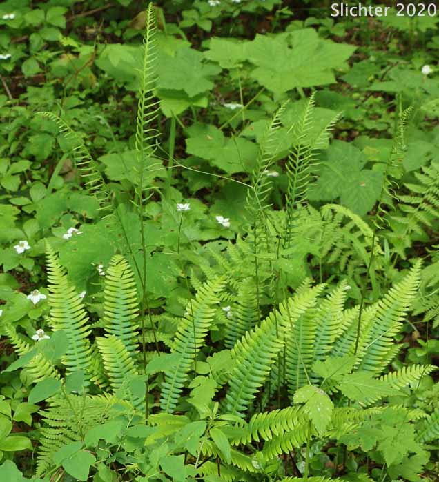 Deer Fern: Struthiopteris spicant (Synonyms: Blechnum spicant, Blechnum spicant ssp. nipponicum)