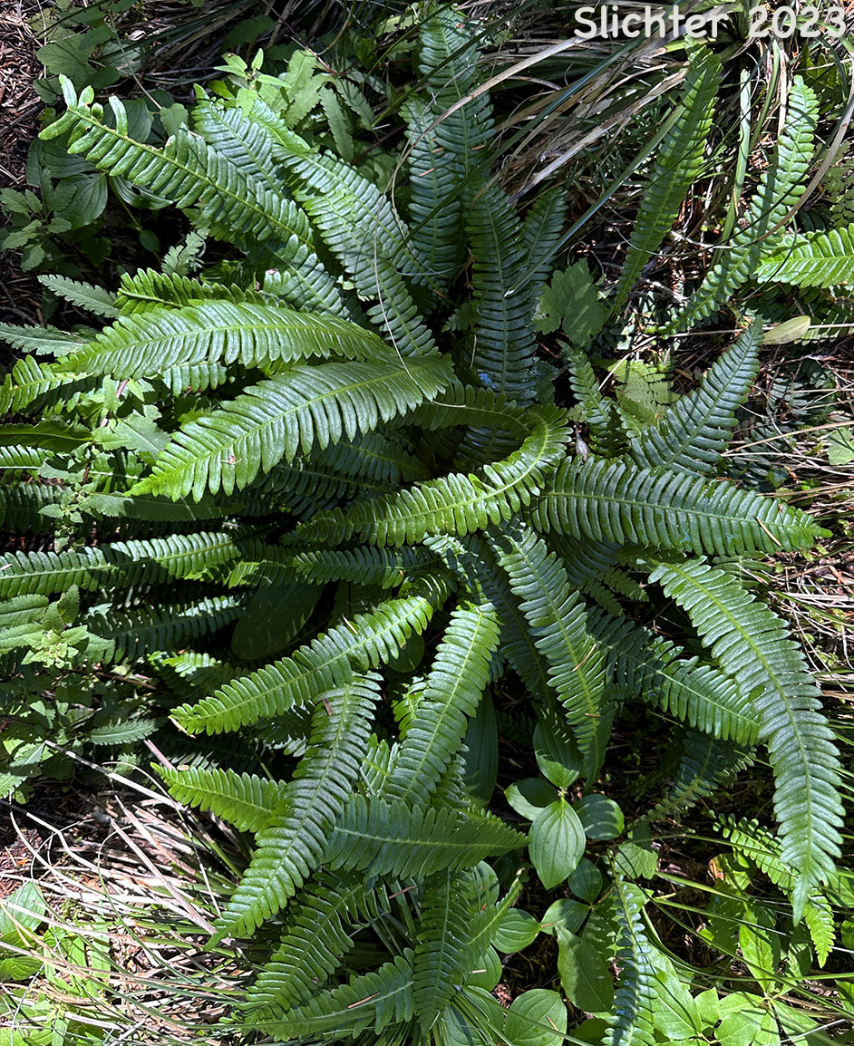 Deer Fern: Struthiopteris spicant (Synonyms: Blechnum spicant, Blechnum spicant ssp. nipponicum)