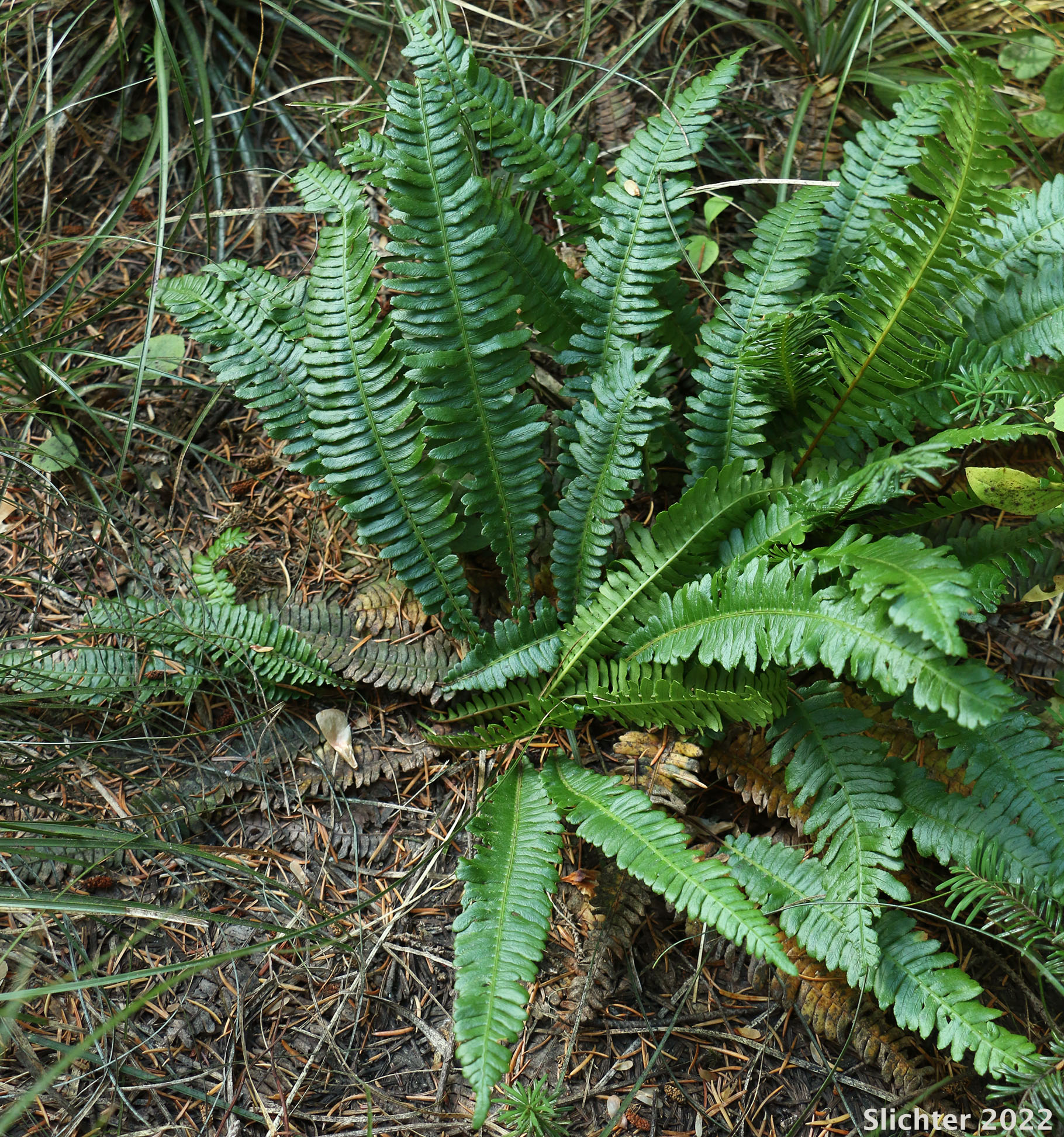 Deer Fern: Struthiopteris spicant (Synonyms: Blechnum spicant, Blechnum spicant ssp. nipponicum)