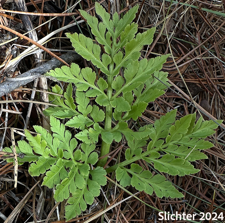 Leaf of Leather Grapefern: Sceptridium multifidum (Synonyms: Botrychium californicum, Botrychium coulteri, Botrychium multifidum, Botrychium silaifolium, Osmunda multifida)