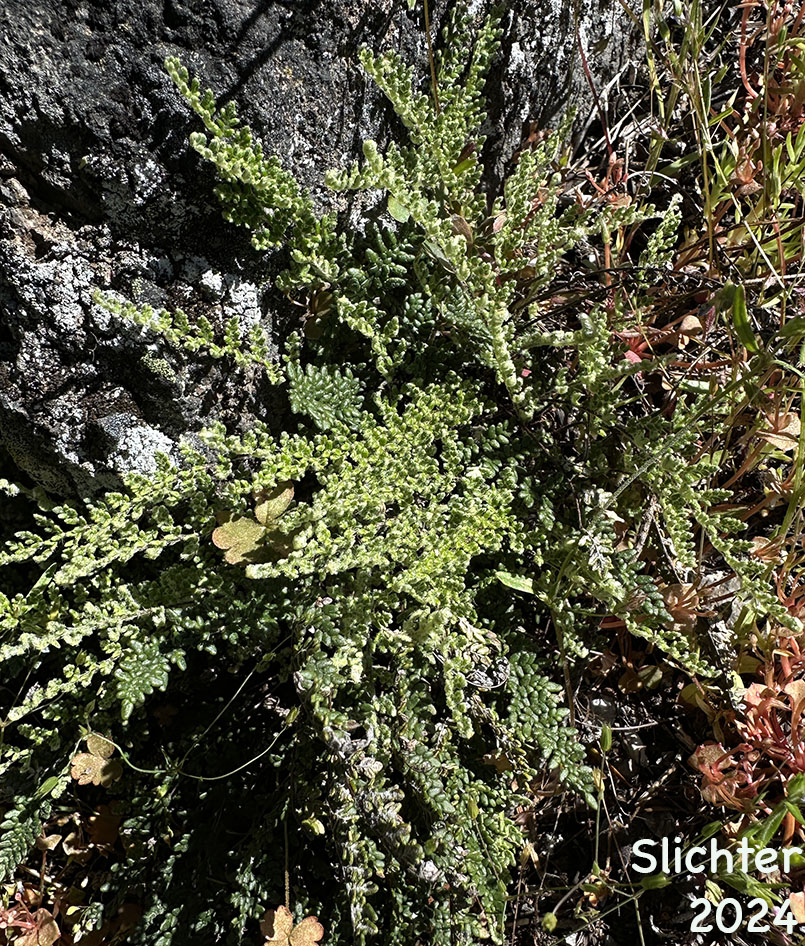Lace Lipfern, Lace Fern: Myriopteris gracillima (Synonym: Cheilanthes gracillima)