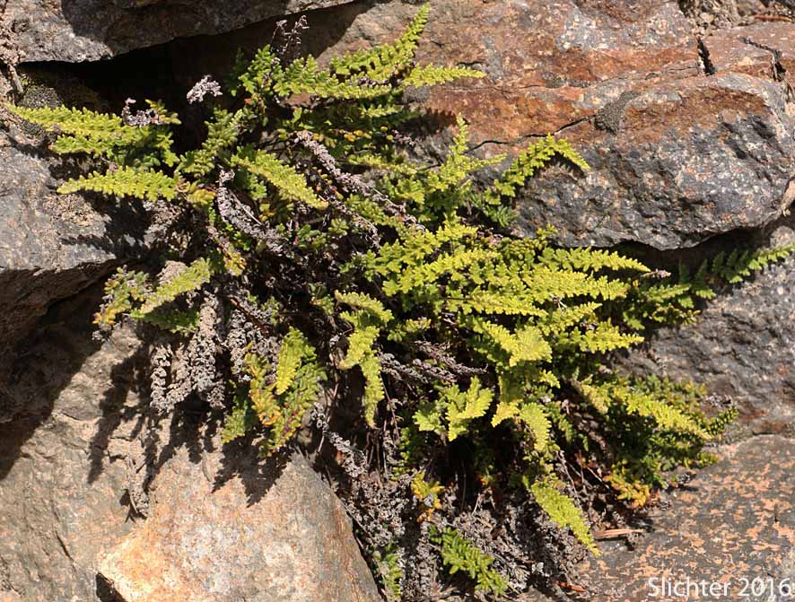 Lace Lipfern, Lace Fern: Myriopteris gracillima (Synonym: Cheilanthes gracillima)