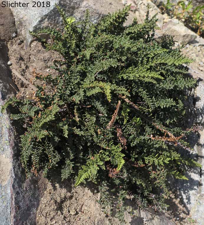 Lace Lipfern, Lace Fern: Myriopteris gracillima (Synonym: Cheilanthes gracillima)
