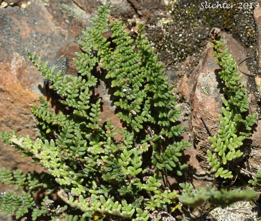 Lace Lipfern, Lace Fern: Myriopteris gracillima (Synonym: Cheilanthes gracillima)