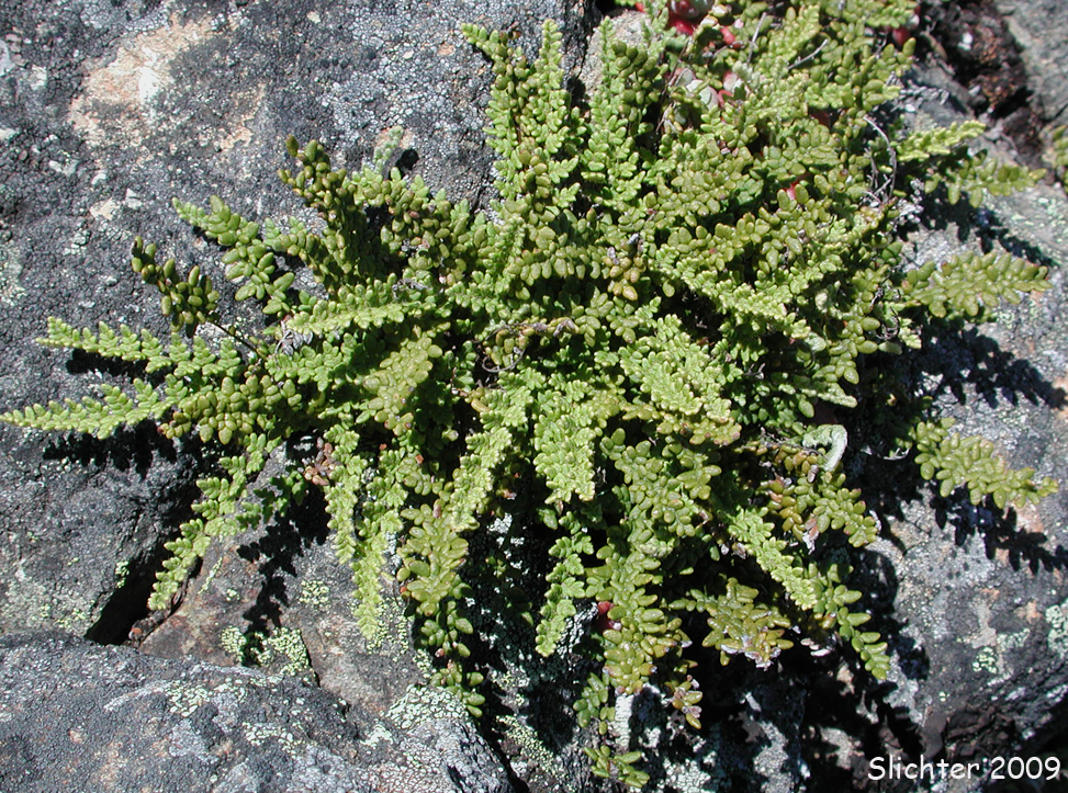 Lace Lipfern, Lace Fern: Myriopteris gracillima (Synonym: Cheilanthes gracillima)