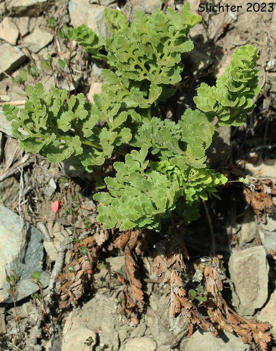 American Rockbrake, American Parsley Fern: Cryptogramma acrostichoides (Synonyms: Cryptogramma crispa, Cryptogramma crispa var. acrostichoides)