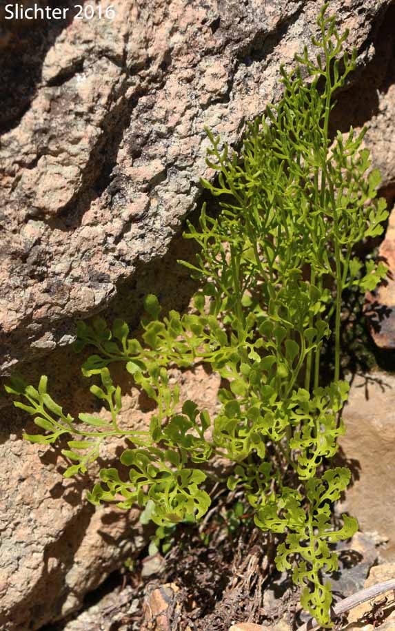 American Rockbrake, American Parsley Fern: Cryptogramma acrostichoides (Synonyms: Cryptogramma crispa, Cryptogramma crispa var. acrostichoides)