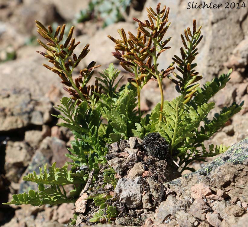 American Rockbrake, American Parsley Fern: Cryptogramma acrostichoides (Synonyms: Cryptogramma crispa, Cryptogramma crispa var. acrostichoides)