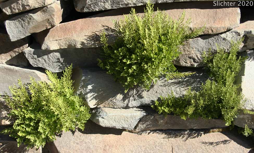 Cascade Parsley Fern, Cascade Rockbrake: Cryptogramma cascadensis