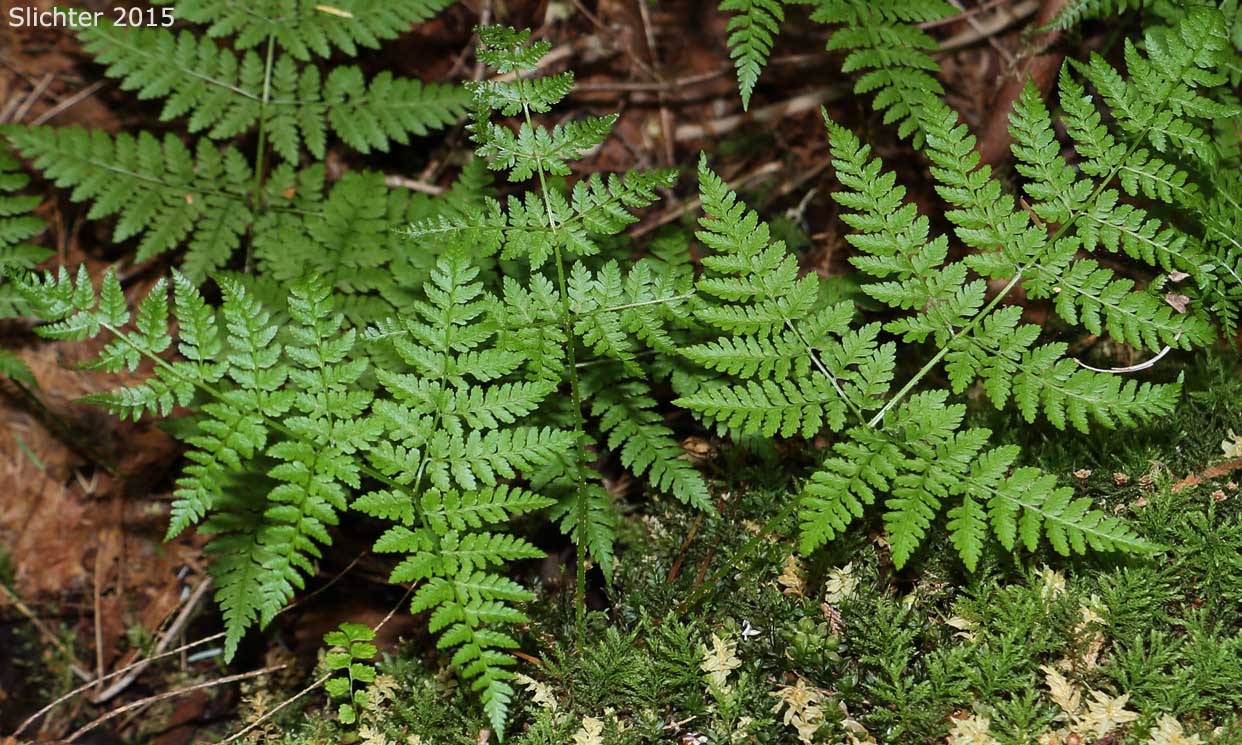 Spreading Woodfern, Spreading Wood Fern, Northern Woodfern: Dryopteris expansa (Synonyms: Dryopteris assimilis, Dryopteris dilatata, Dryopteris dilitata var. americana, Nephrodium expansum)