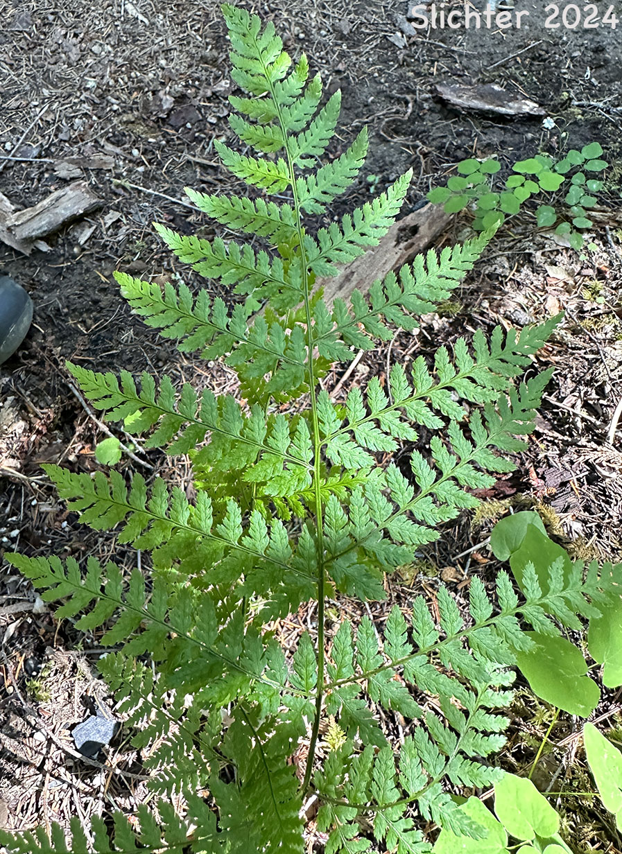 Spreading Woodfern, Spreading Wood Fern, Northern Woodfern: Dryopteris expansa (Synonyms: Dryopteris assimilis, Dryopteris dilatata, Dryopteris dilitata var. americana, Nephrodium expansum)
