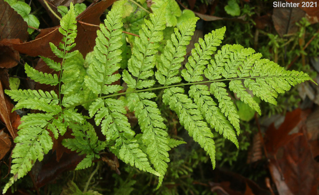 Spreading Woodfern, Spreading Wood Fern, Northern Woodfern: Dryopteris expansa (Synonyms: Dryopteris assimilis, Dryopteris dilatata, Dryopteris dilitata var. americana, Nephrodium expansum)