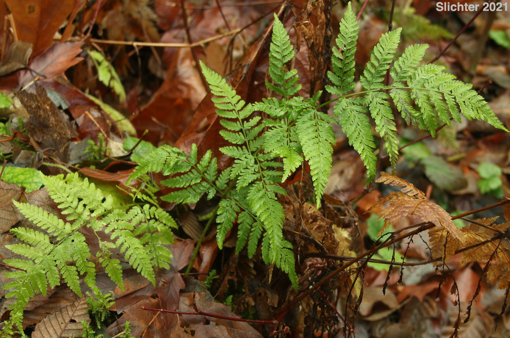 Spreading Woodfern, Spreading Wood Fern, Northern Woodfern: Dryopteris expansa (Synonyms: Dryopteris assimilis, Dryopteris dilatata, Dryopteris dilitata var. americana, Nephrodium expansum)