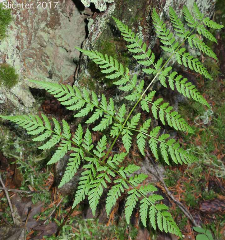 Spreading Woodfern, Spreading Wood Fern, Northern Woodfern: Dryopteris expansa (Synonyms: Dryopteris assimilis, Dryopteris dilatata, Dryopteris dilitata var. americana, Nephrodium expansum)