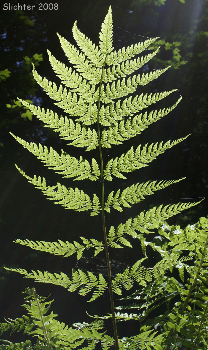 Frond of spreading woodfern: Dryopteris expansa