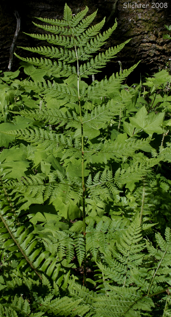 Frond of Dryopteris expansa