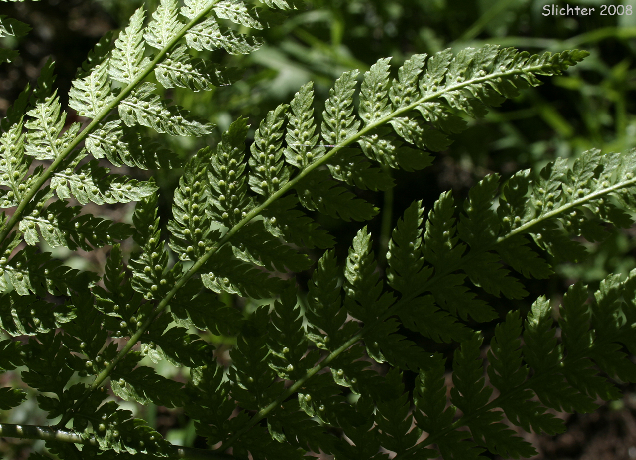 Underside of frond of Dryopteris expansa