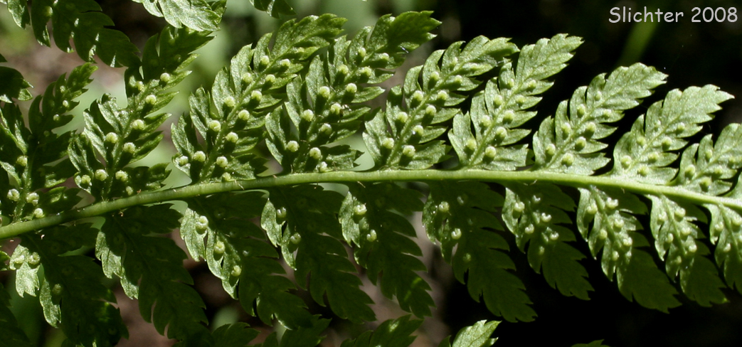 Close-up of sporecases of Dryopteris expansa