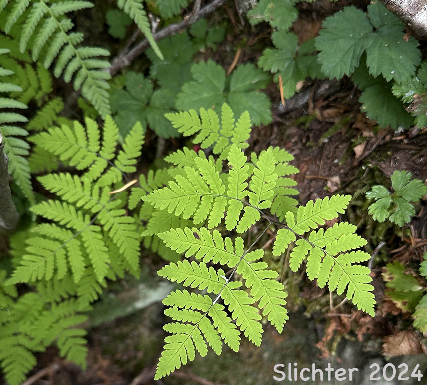 Pacific Oakfern, Western Oak Fern: Gymnocarpium disjunctum (Synonyms: Dryopteris disjuncta, Gymnocarpium dryopteris ssp. disjunctum, Gymnocarpium dryopteris var. disjunctum, Polypodium dryopteris, Polypodium dryopteris var. disjunctum)