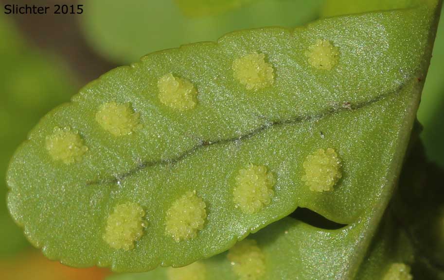 Western Polypody: Polypodium hesperium (Synonyms: Polypodium prolongilobum, Polypodium vulgare, Polypodium vulgare var. columbianum, Polypodium vulgare var. hesperium)