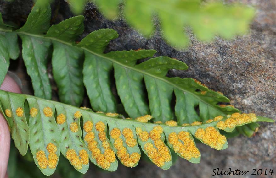 Underside of the frond of Western Polypody: Polypodium hesperium (Synonyms: Polypodium prolongilobum, Polypodium vulgare, Polypodium vulgare var. columbianum, Polypodium vulgare var. hesperium)