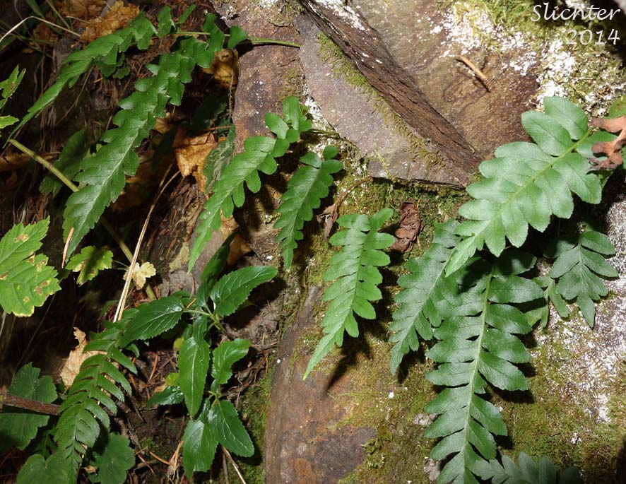 Western Polypody: Polypodium hesperium (Synonyms: Polypodium prolongilobum, Polypodium vulgare, Polypodium vulgare var. columbianum, Polypodium vulgare var. hesperium)