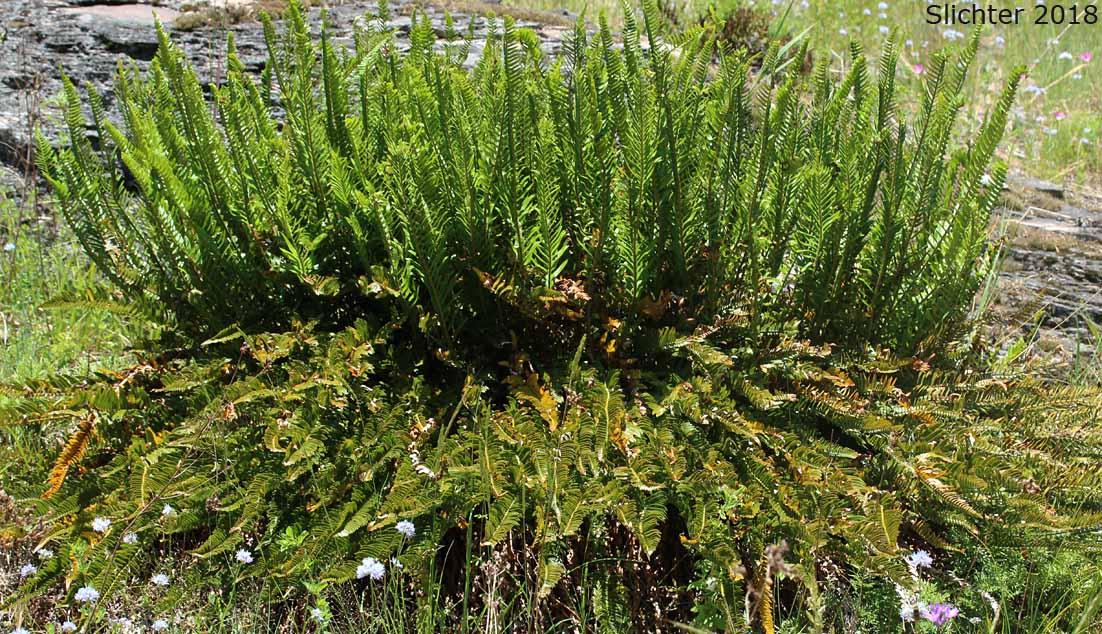 Narrow-leaved Sword-fern, Imbricate Sword Fern: Polystichum imbricans ssp. imbricans (Synonym: Polystichum munitum var. imbricans)