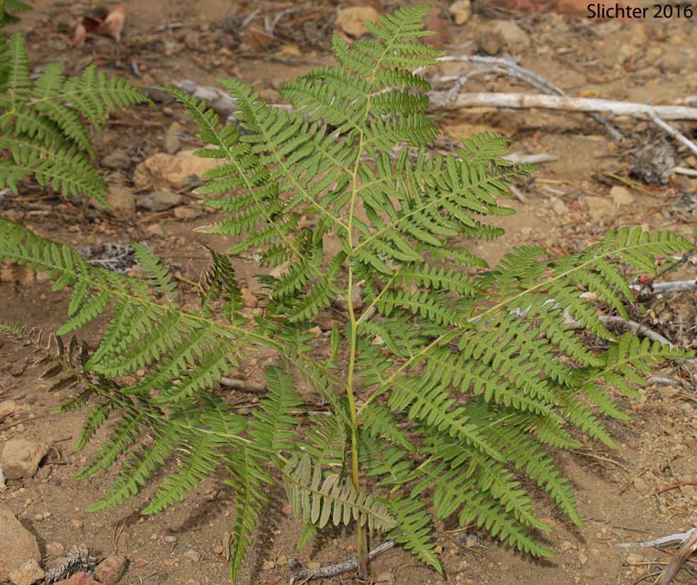 Bracken, Brackenfern, Bracken Fern, Brake Fern, Hairy Bracken, Northern Bracken, Western Brackenfern: Pteridium aquilinum var. pubescens (Synonyms: Pteridium aquilinum ssp. lanuginosum, Pteridium aquilinum ssp. pubescens, Pteridium aquilinum var. lanuginosum, Pteris aquilinum var. pubescens)