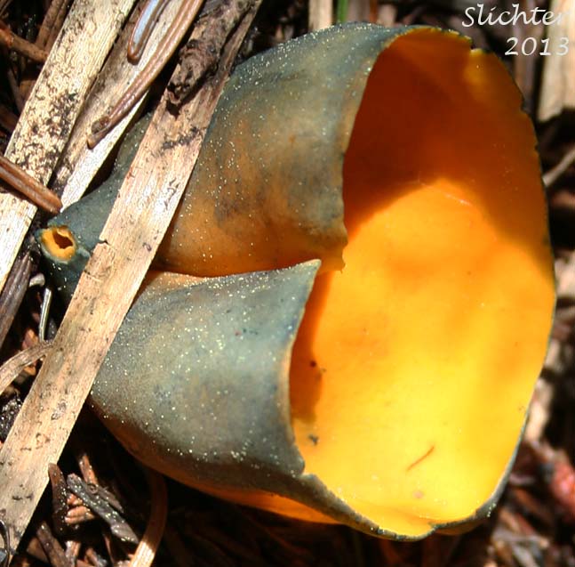 Unidentified Cascade Fungi #11