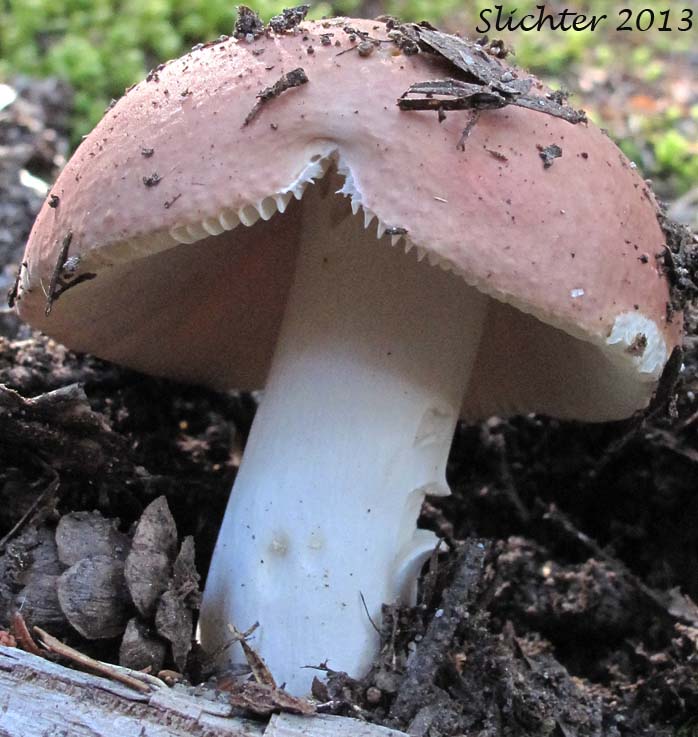 Unidentified Cascade Fungus #23