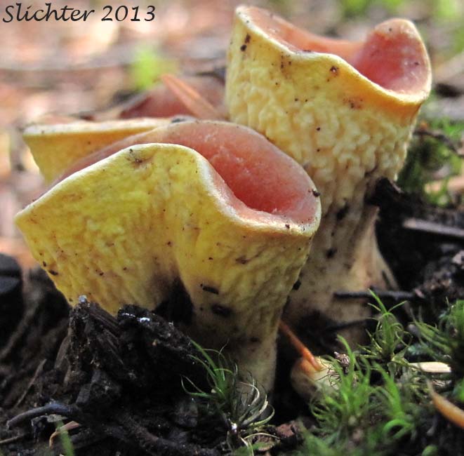 Unidentified Cascade Fungus #24 - False Chanterelle: Hygrophoropsis aurantiaca ?