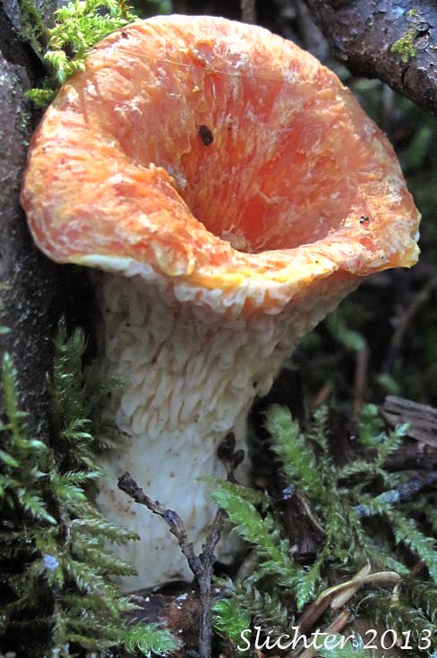 Unidentified Cascade Fungus #24 - False Chanterelle: Hygrophoropsis aurantiaca ?