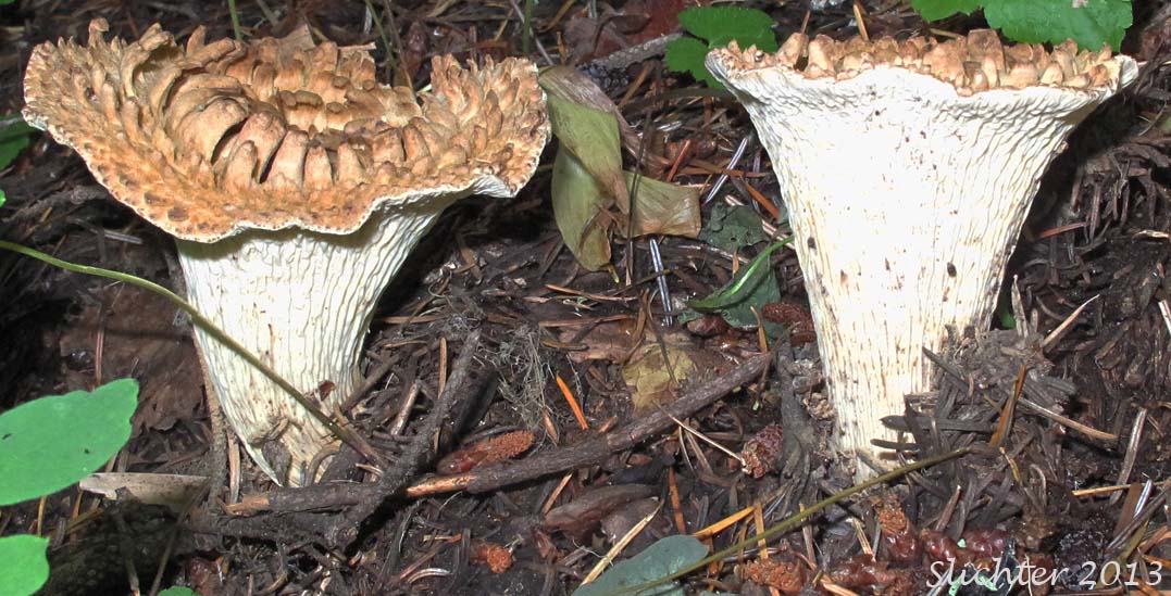 Unidentified Cascade Fungus #24 - False Chanterelle: Hygrophoropsis aurantiaca ?