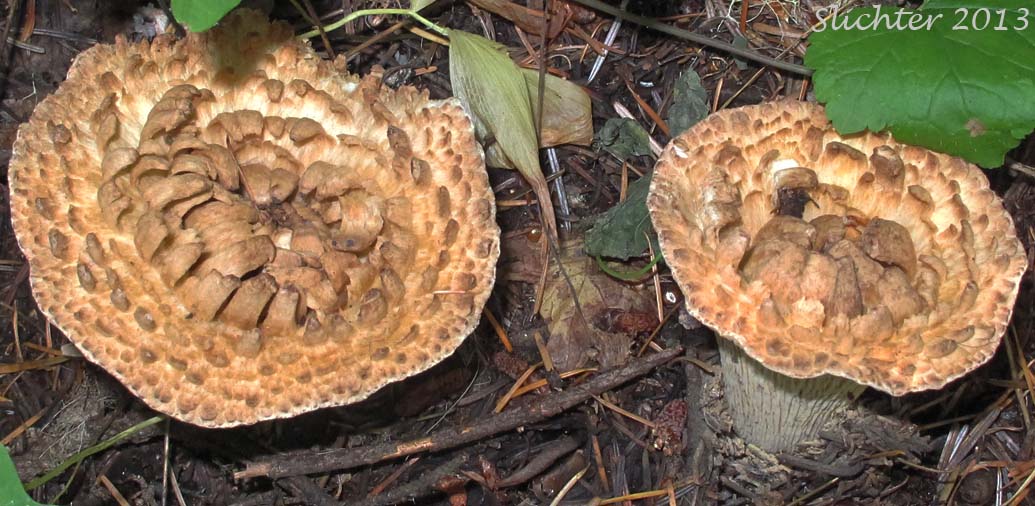 Unidentified Cascade Fungus #24 - False Chanterelle: Hygrophoropsis aurantiaca ?