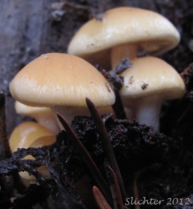 Unidentified Cascade Fungi #4