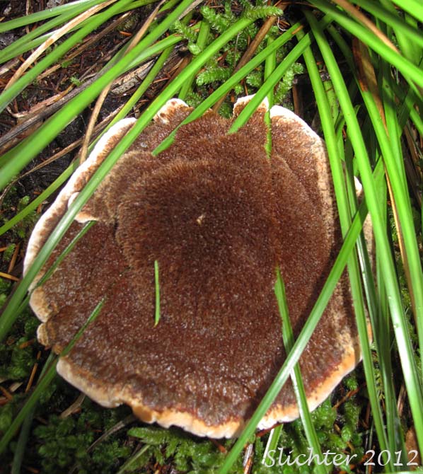 Unidentified Cascade Fungi #6
