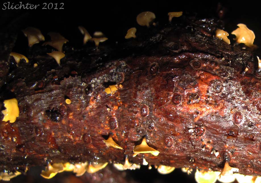 Unidentified Cascade Fungi #7