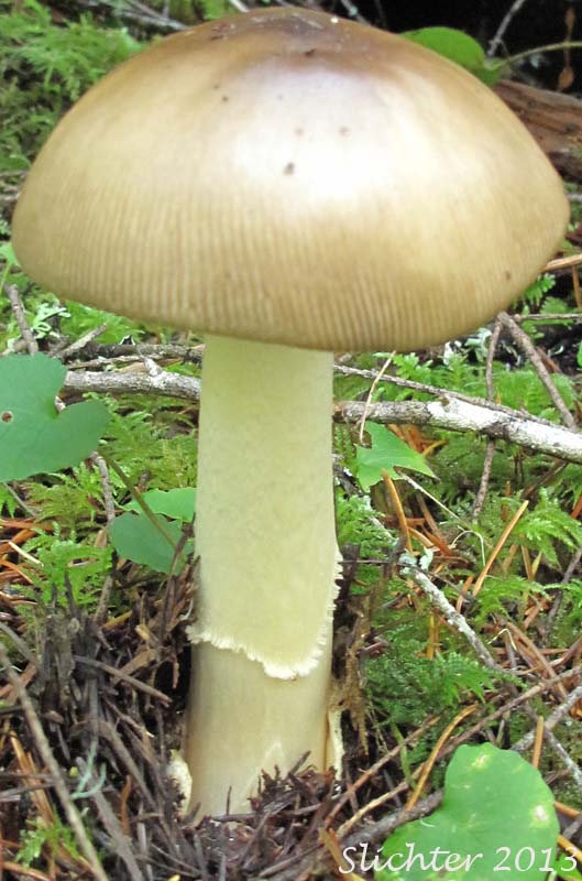 Grisette, Great Gray-sack Ringless Amanita: Amanita constricta