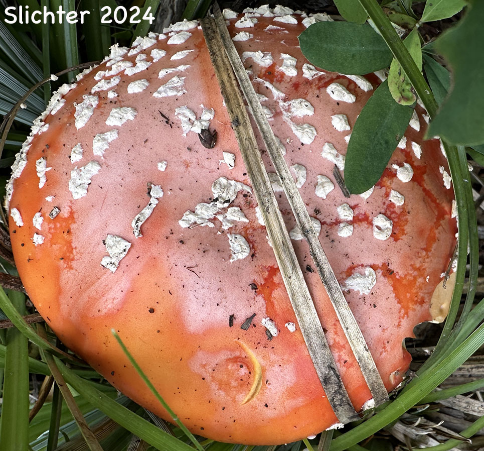 Fly Agaric: Amanita muscaria var. muscaria
